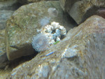 anemonen