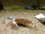 strandkrab