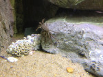 wolhandkrab