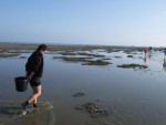 kokkels zoeken op het wad