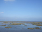 kokkels zoeken op het wad