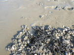 kokkels zoeken op het wad
