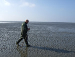 kokkels zoeken op het wad