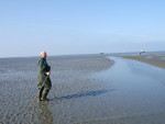 kokkels zoeken op het wad