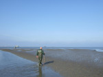 kokkels zoeken op het wad