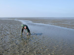 kokkels zoeken op het wad