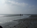 kokkels zoeken op het wad