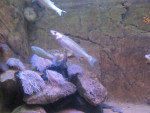 diklipharders en anemonen
