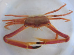 krab