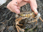 strandkrab