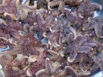 Zeesterren